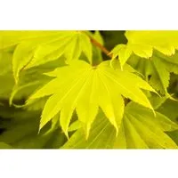 Acer Shirasawanum Aureum - Japanischer Ahorn Gelbgrün 25–30 cm - Edles Ziergehölz mit leuchtend gelbgrünem Laub, ideal für stilvolle Gärten. Langsame Wachstumsform und dekorative Blüten machen ihn zum perfekten Solitär oder Kübelpflanze.
