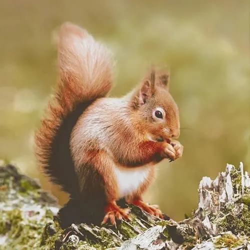 Servietten Tiere Eichhörnchen aus der Natur als Tischdeko. Papierservietten mit Motiv. Auch für Decoupage und Serviettentechnik 33x33cm 20