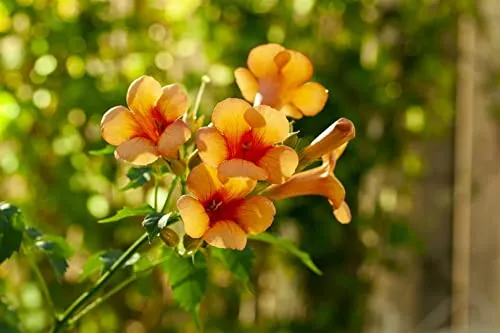 Campsis radicans 'Indian Summer' - Trompetenblume mit orange Blüten - Bienenfreundliche Kletterpflanze mit leuchtend orangefarbenen Blüten, ideal für sonnige Standorte. Pflegeleicht, schnellwachsend und winterhart bis -20 °C - perfekt für Gärten und Terrassen.