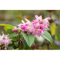 Deutzia Magnifica Maiblumenstrauch Tourbillon Rouge 60- 80 cm