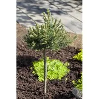 Pinus mugo 'Mini Mops' - Kompakte Bergkiefer für jeden Garten - Ziergehölze: Die immergrüne Zwerg-Bergkiefer 'Mini Mops' bietet eine dichte, kugelige Wuchsform und ist pflegeleicht, ideal für Vorgärten und Kübelpflanzen.