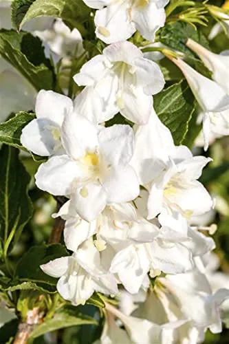 Weigela 'Candida' - Weiße Blüten für Ihren Garten - Hecken- und Strauchpflanze mit strahlend weißen Blüten, bienenfreundlich und pflegeleicht. Ideal für sonnige Standorte, winterhart bis -20 °C und perfekt für Gartenanfänger.