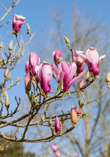 Magnolia 'Daybreak' - Elegante Tulpenmagnolie für Ihren Garten - Ziergehölze mit beeindruckenden rosa Blüten und süßem Duft. Ideal für kleine Gärten oder als Solitärpflanze, blüht spät und ist frostresistent.