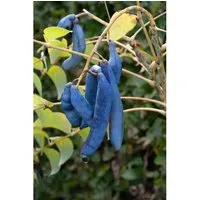 Decaisnea fargesii - Blaugurkenbaum mit blauen Früchten - Blumen & Pflanzen, auffällige blaue Schoten ziehen Vögel an, pflegeleicht und winterhart bis -20 °C, ideal für exotische Gärten und Anfänger.