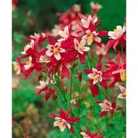Aquilegia Caerulea Mckana Akelei Ca. 9x9 cm Topf