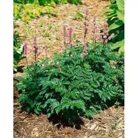 Astilbe X Crispa Perkeo Prachtspiere Ca. 9x9 cm Topf