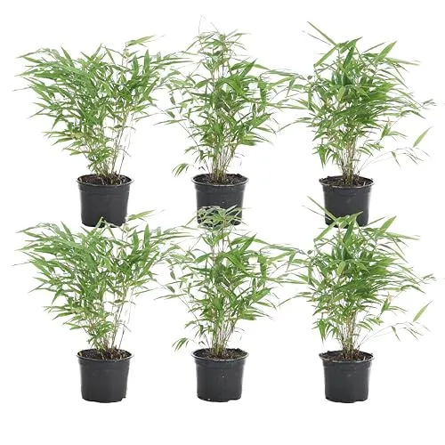 Bloomique - 6er Set - Fargesia Rufa - Bambus Pflanze - Gartenpflanze - Balkonpflanzen - Winterhart - Nicht Invasiv - Höhe 20-30 cm - Topf 10 cm