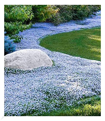 BALDUR Garten Winterharter Bodendecker Isotoma 'Blue Foot®' - Blumensamen & -pflanzen, trittfester, blühender Rasen-Ersatz mit geringem Pflegeaufwand und winterharten Eigenschaften für dekorative Flächen.