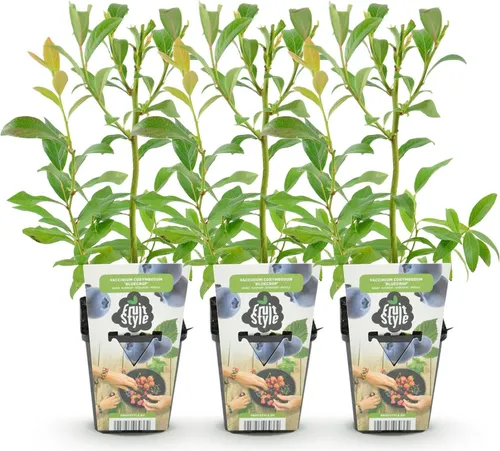 GreenboutiQ