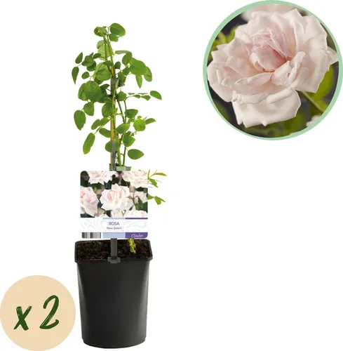 Kletterrose Rosa New Dawn – Zartrosa – Wenig Pflege – 2 Pflanzen – H11cm x 40cm – Duftende, widerstandsfähige Rosen für Garten & Terrasse