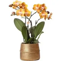 Kolibri Orchids Phalaenopsis Orchidee Las Vegas im Goldenen Groove Topf 12cm - Diese elegante Phalaenopsis-Orchidee im goldenen Groove-Topf bringt Farbe und Stil in Ihr Zuhause. Mit ihren leuchtend gelben und orangen Blüten ist sie ein echter Blickfang und sorgt für eine besondere Atmosphäre.