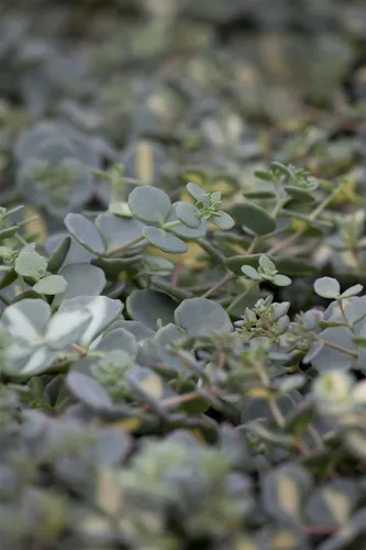 Pflanzen für Dich Staude Sedum sieboldii, 1 St., Oktoberle, Siebolds Fetthenne
