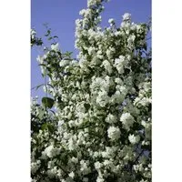 Philadelphus Virginal Duftjasmin Weiß 15–20 cm
