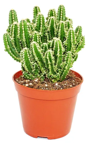 Cereus floridianus - Grünfinger - im 8,5cm Topf