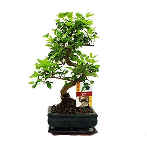 Exotenherz Bonsai Chinesischer Liguster - Ligustrum sinensis, ca. 6 Jahre - Zimmerpflanze mit Giessanzeige: Der Chinesische Liguster zeigt an, wann er Wasser braucht. Ein einzigartiger Bonsai, der Ihr Zuhause bereichert und pflegeleicht ist.