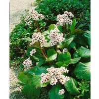 Bergenia Cordifolia Bressingham White Herzblatt Bergenie Ca. 11x11 cm Topf
