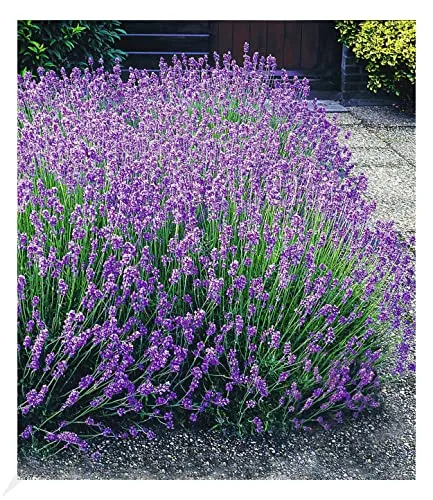 BALDUR Garten Winterharte Stauden Lavendel-Hecke 'Blau' - Blumensamen & -pflanzen, Echter mehrjähriger Lavendel, trockenresistent und bienenfreundlich, ideal für sonnige bis halbschattige Standorte.