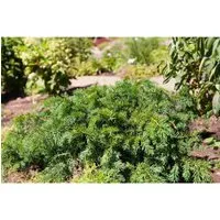 Pflanzen für Dich Konifere Taxus baccata Repandens - Immergrüne, niedrigwachsende Eibe für halbschattige, windgeschützte Standorte. Ideal für stilvolle Hecken und Gartenakzente.