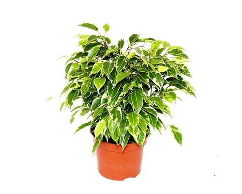 Exotenherz Zimmerpflanze Zimmerpflanzen und Grünpflanzen luftreinigend im 12-14cm Topf