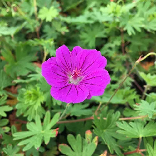 Blumixx Stauden Geranium sanguineum x psilostemon 'Tiny Monster' - Blutstorchschnabel, im 0,5 Liter Topf, purpurviolett blühend