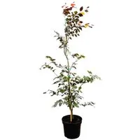 Fagus sylvatica 'Purpurea'