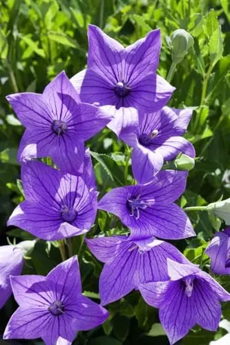 Pflanzen Blau von PlantaPro