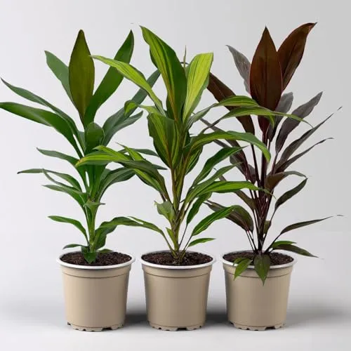 Grünpflanzenkreation Keulenlilien-Dreierlei, Topf-Ø 12 cm, 3 Pflanzen