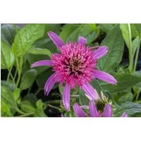 Echinacea Purpurea Pink Double Delight R Purpursonnenhut Ca. 11x11 cm Topf