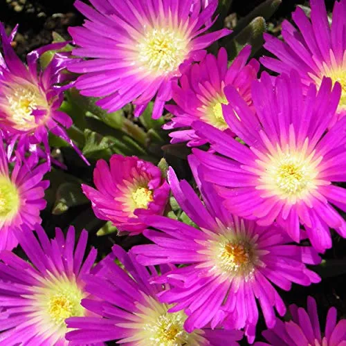 Blumixx Stauden Delosperma sutherlandii - Staudenmittagsblume