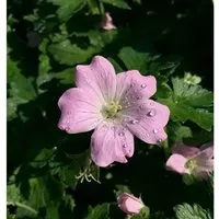 Produktbild Storchschnabel Dreamland - Geranium cultorum