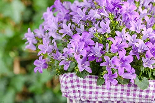 Campanula poscharskyana 9x9 cm Topf – Winterhart, Mehrjährig, Pflegeleicht – Polsterglockenblume – Bodendecker für Beet & Steingarten