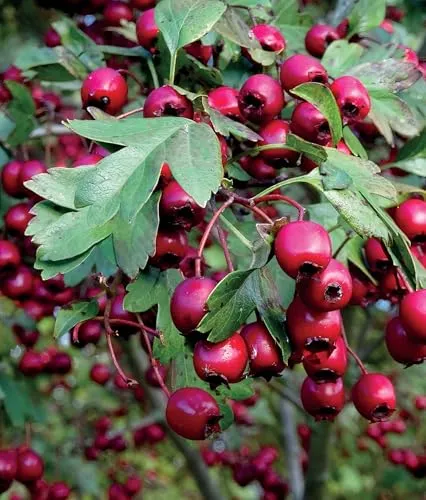 Vogelbeerbaum (Sorbus aucuparia) Titan 2L in rot von Baumschule Wedrowski