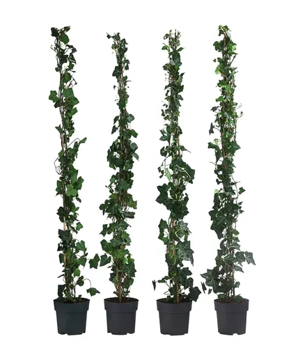 Großblättriger Efeu Hibernica für 1 Meter Hecke ca. 120 cm 4 x 3 l Topf, Dehner