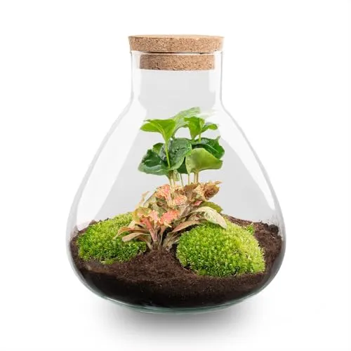 urbanjngl.com - Flaschengarten - Sammie Coffea - Pflanzen im Glas - ↑ 27 cm Coffea & Ruby Lime - Do-It-Yourself Paket - DIY-Set - Pflanze im Glas - Komplettset Terrarium - Pflanzenterrarium Coffea &