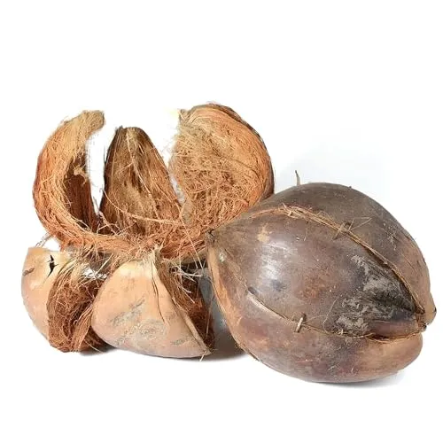 M&S Reptilien Kokosnussschale - PLANTER - Kokosnussschale - Braun - Indoor