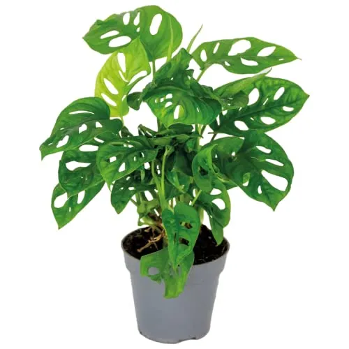 Bloomique - Monstera adansonii - Monkey Leaf - Fensterblatt - Luftreinigende Zimmerpflanzen - Monstera Pflanze - Hängepflanze echt - Kletterpflanzen Zimmer - Höhe 20-25 cm - Topf 12 cm