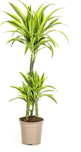 Drachenbaum Dracaena Deremensis Lemon Lime Zimmerpflanze Ø21cm 90-110cm hoch
