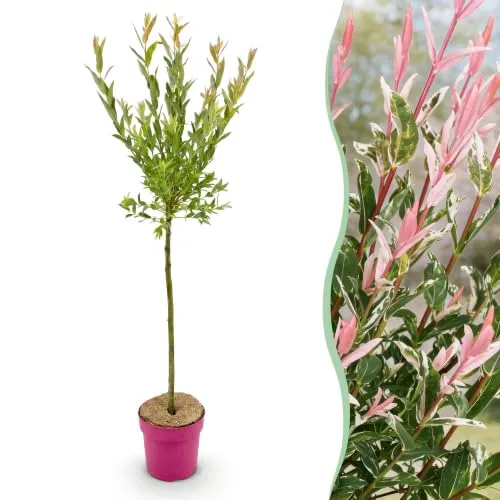 Green boutiQ