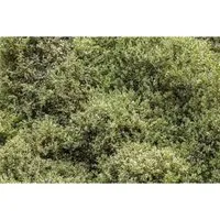 Buxus sempervirens ‘Elegantissima’ - Edler Buchsbaum für Ihren Garten - Ziergehölz mit eleganten, panaschierten Blättern. Ideal als Formgehölz für Buchskugeln, Hecken oder Kübelpflanze – bringt ganzjährig Struktur und Schönheit in Ihren Garten.
