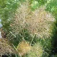 Produktbild Bronze Fenchel - Foeniculum vulgare