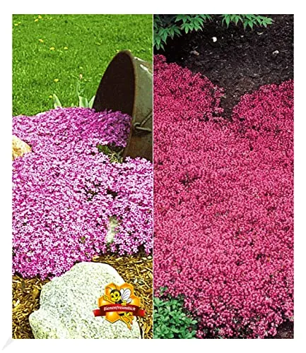 BALDUR Garten Winterharte Bodendecker-Kollektion rosa und rot 6 Pflanzen Phlox und Thymian, Polsterphlox und Polsterthymian, winterharte Stauden, trockenresistent, mehrjährig, blühend