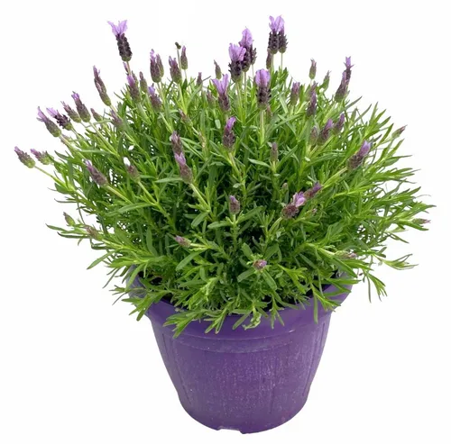Lavendula Schopflavendel XXL 50 cm - Wunderschöner Schopflavendel mit intensiven Violetttönen, ideal für sonnige Beete und Terrassen. Diese Zierpflanze bringt mediterranes Flair in Ihren Garten und benötigt wenig Wasser. Liefergröße: ca. 50 cm.