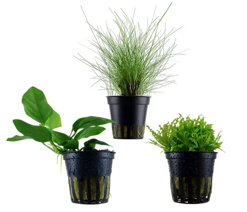 Dehner Wasserpflanze Aquarienpflanzen Set, 5-teilig, Vordergrund 225, je ca. 3-5 cm, robuste Wasserpflanzen für Süßwasser Aquarien