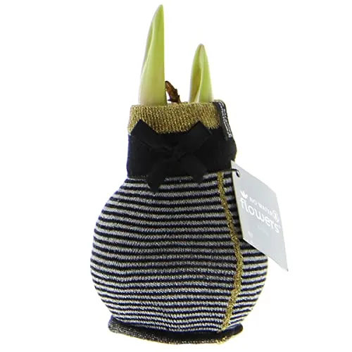 exotenherz Amaryllis-Zwiebel in Wintersocken Fashion Elegant schwarz-grau gestreift