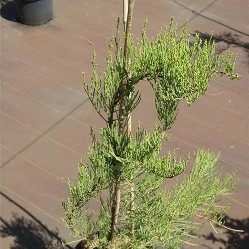 Taxodium ascendens Nutans von Baumschule