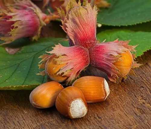 Dehner Obstpflanze Haselnuss Rote Zellernuss, Corylus avellana, ca. 80-90 cm - Attraktive Gartenpflanze mit bronzeroten Blättern und schmackhaften Nüssen. Ideal als Zierstrauch und Ertragsbringer. Selbstbefruchter, erfordert regelmäßigen Schnitt für optimale Fruchtbildung.