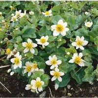 Caltha Leptosepala Ca. 9x9 cm Topf