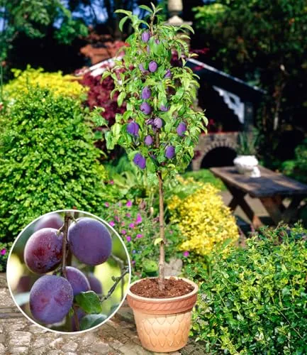 BALDUR Garten Säulen-Pflaumen 'Black Amber', 1 Pflanze, Prunus domestica Säulenobst winterhart Zwergobstbaum, platzsparende Säule für kleine Gärten, Balkone & Terrassen