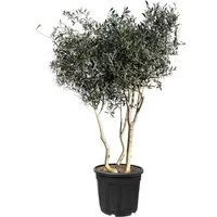 Sunny Tree Olivenbaum Olea Europaea von Sunny Tree