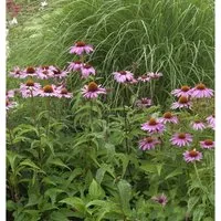 Produktbild Sonnenhut Magnus - Echinacea purpurea